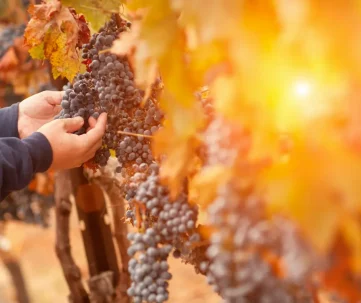 vins de bourgogne