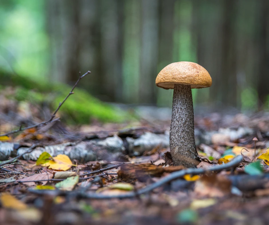champignons en bourgogne
