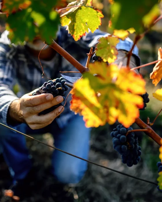 vendanges en bourgogne