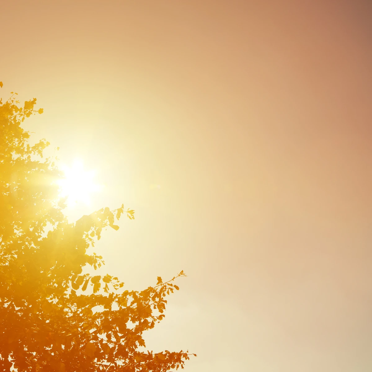 canicule en bourgogne